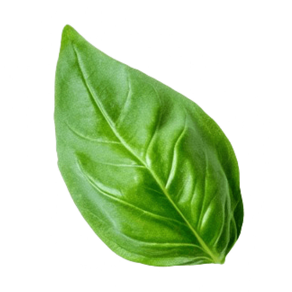 basil_3
