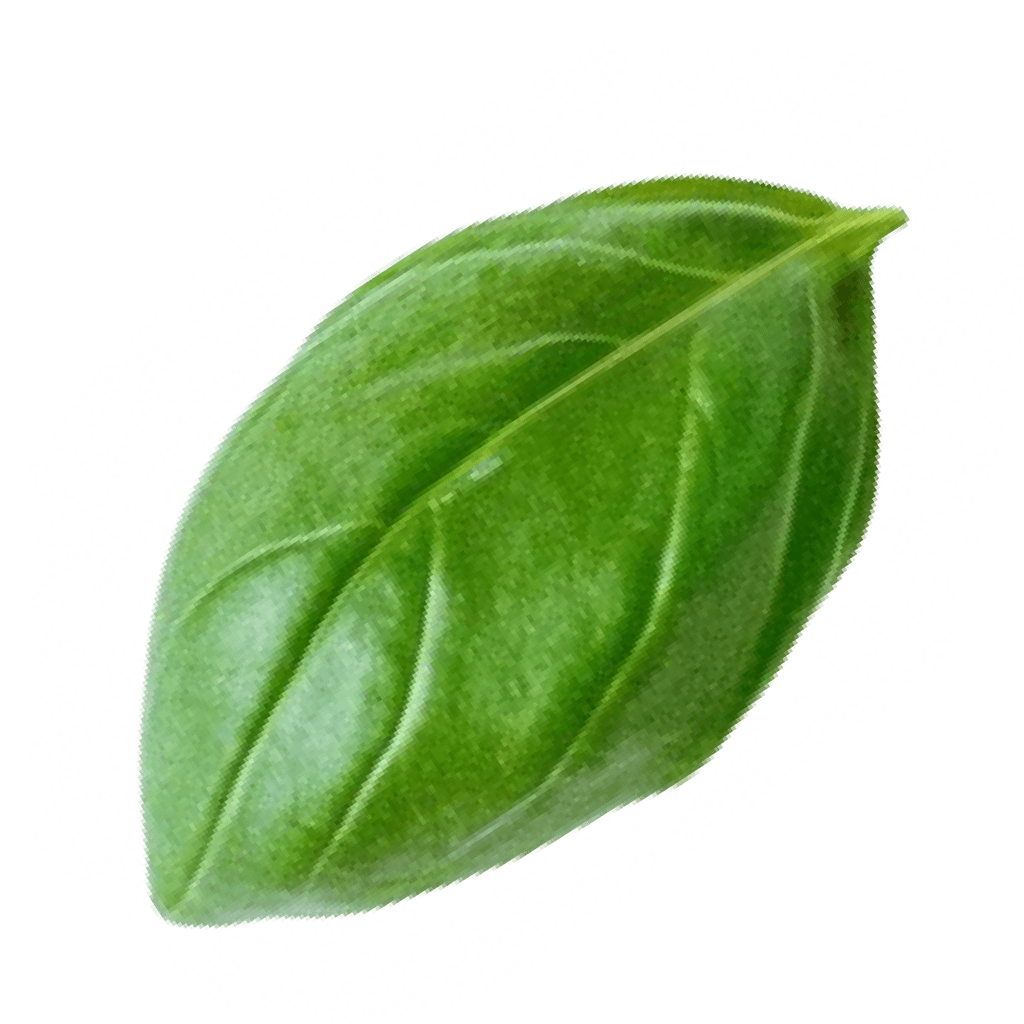 basil_1